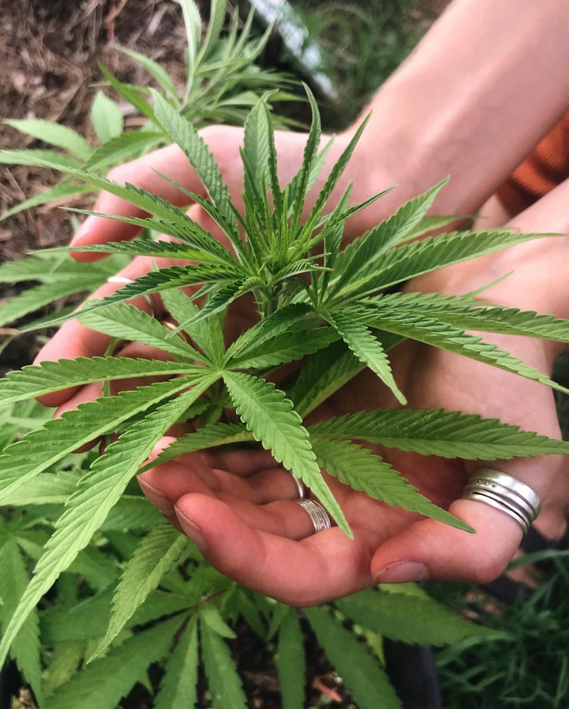 Hemp - Cannabis Sativa