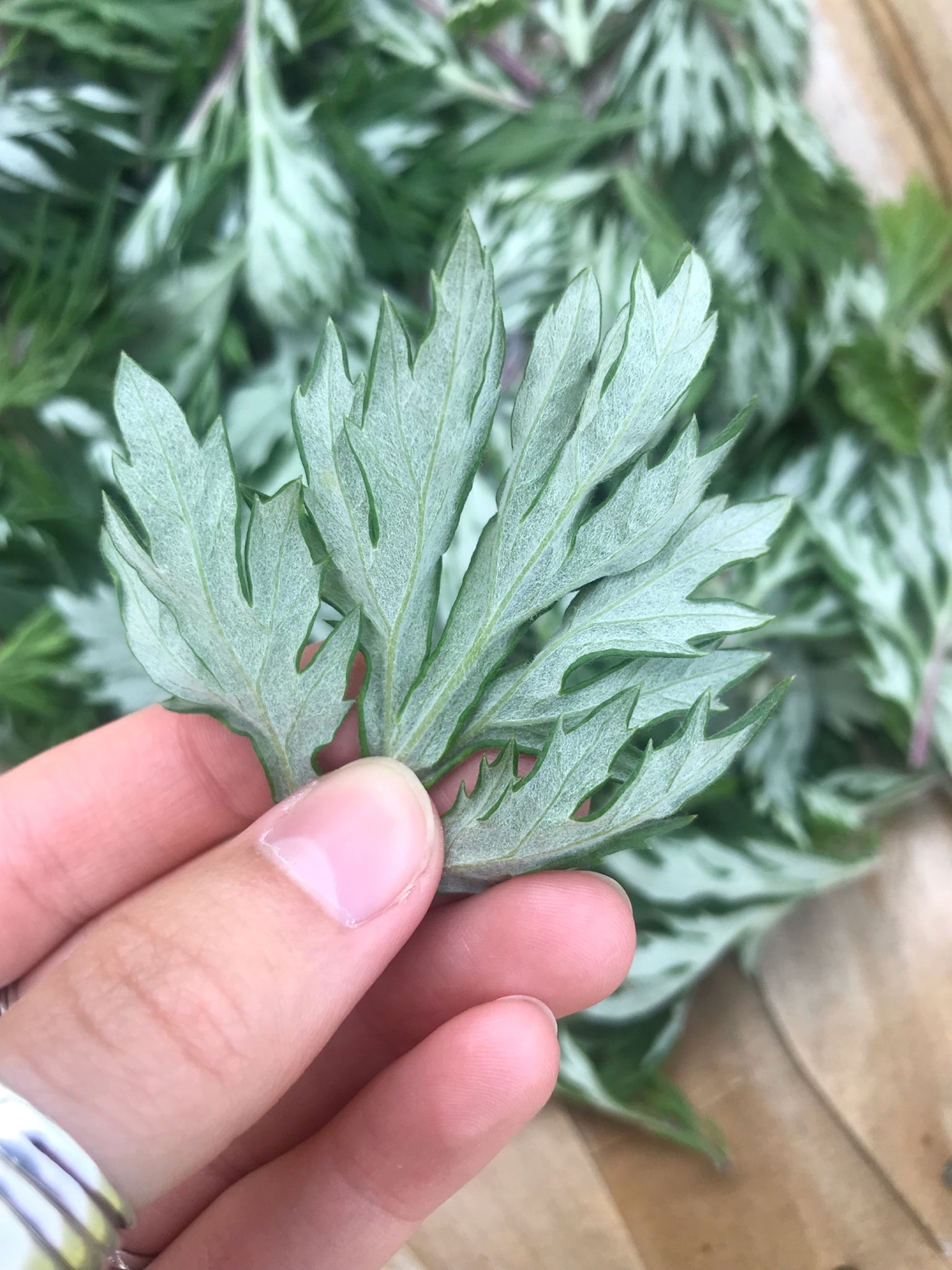 Mugwort - Artemisia vulgaris